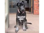 Adopt Fowler a Australian Cattle Dog / Blue Heeler