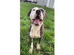 Adopt CRICKET a Staffordshire Bull Terrier