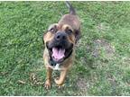 Adopt BANDIT a Labrador Retriever, Rhodesian Ridgeback