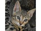 Adopt Dubble bubble a Domestic Short Hair