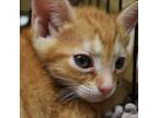 Adopt Sun a Domestic Short Hair