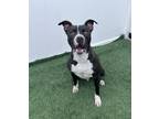 Adopt Jack a Pit Bull Terrier, Mixed Breed