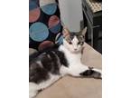 Adopt Timmy a Domestic Short Hair