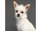 Adopt Spikey (Oppa) a Terrier