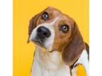 Adopt Dyson a Beagle