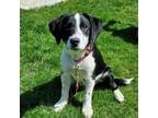 Adopt Bandit a Border Collie, Mixed Breed