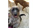 Adopt DOLLAR a Dachshund, Yorkshire Terrier