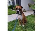 Adopt Forest a Boxer