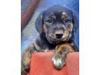 Adopt Cowboy Casanova a Labrador Retriever, Mountain Cur