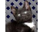 Adopt Moby a Domestic Short Hair