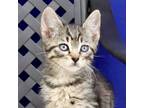 Adopt Huck a Domestic Short Hair