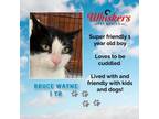 Adopt BRUCE WAYNE a Domestic Short Hair