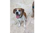 Adopt Roscoe a Boxer, Beagle