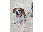 Adopt Roscoe a Beagle, Boxer