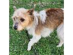 Adopt Bubba a Parson Russell Terrier, Wirehaired Terrier