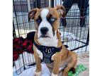 Adopt Jake a Boxer