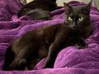 Adopt Nibbler 4289 a Domestic Short Hair