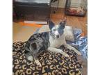 Adopt Patches a Australian Shepherd