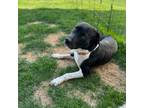 Adopt Abraham a Border Collie