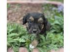 Adopt Finley a Australian Shepherd, Mixed Breed