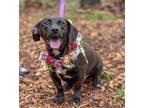 Adopt Ho-Ho a Black Labrador Retriever, Corgi