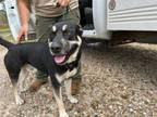 Adopt Bolt a German Shepherd Dog, Husky