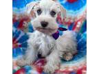 Schnauzer (Miniature) Puppy for sale in Rockdale, TX, USA