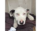 Adopt ghost a Husky, Pit Bull Terrier