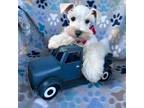 Schnauzer (Miniature) Puppy for sale in Rockdale, TX, USA