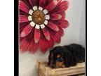 Dachshund Puppy for sale in Russellville, AR, USA