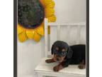 Dachshund Puppy for sale in Memphis, TN, USA