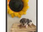 Dachshund Puppy for sale in Rogers, AR, USA