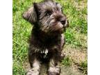 Schnauzer (Miniature) Puppy for sale in Richmond, VA, USA