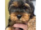 Yorkshire Terrier Puppy for sale in Ball Ground, GA, USA