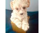 Maltipoo puppy