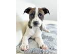 Adopt Chip Litter - Doritos a Pit Bull Terrier, Mixed Breed