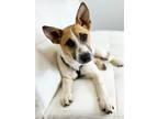 Adopt Dillan a Cattle Dog, Mixed Breed