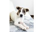 Adopt Chip Litter - Fritos a Pit Bull Terrier, Mixed Breed