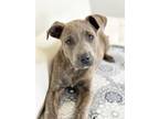 Adopt Takis a Pit Bull Terrier, Mixed Breed