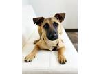 Adopt Denver a Black Mouth Cur, Mixed Breed
