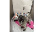 Adopt Sid** FOSTER OR FOSTER TO ADOPT NEEDED** a Schnauzer