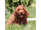 Cavapoo Puppy for sale in Sugarcreek, OH, USA