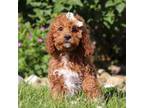 Cavapoo Puppy for sale in Sugarcreek, OH, USA