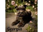 Schnauzer (Miniature) Puppy for sale in Mocksville, NC, USA