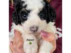 Aspen Mini Poodle Baby