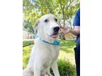 Adopt Charlie Russell a Great Pyrenees, Labrador Retriever