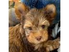 Yorkshire Terrier Puppy for sale in Lyle, WA, USA