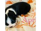 Boston Terrier Puppy for sale in Safety Harbor, FL, USA