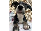 Adopt Tin Tin Doll a German Shepherd Dog, Mixed Breed