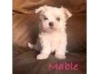CKC female- Mable